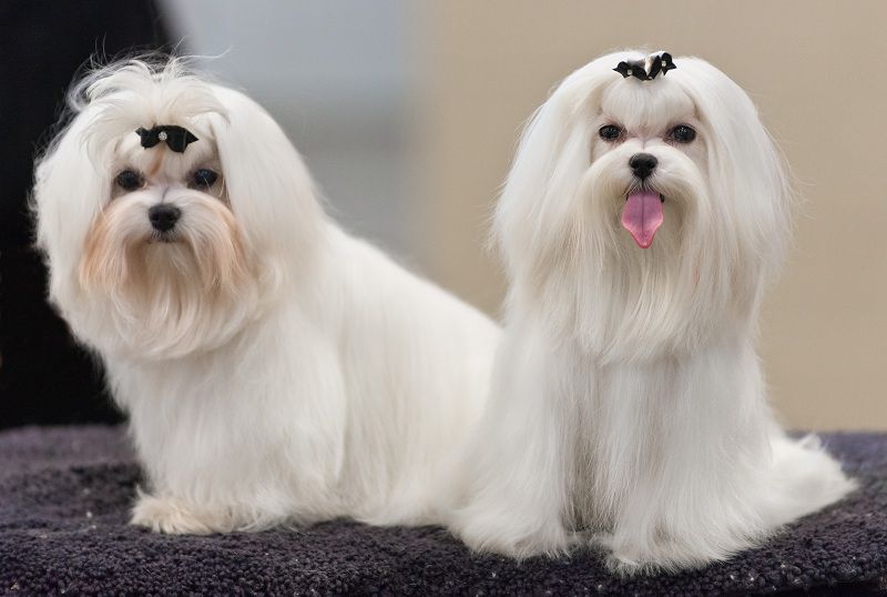 how much do maltese puppies cost