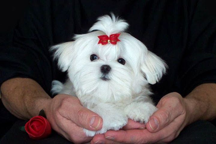 Maltese price range. Maltese cost. How much are Maltese puppies?