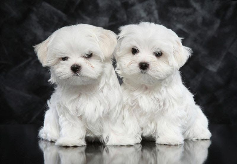 Maltese price range. Maltese cost. How much are Maltese puppies?