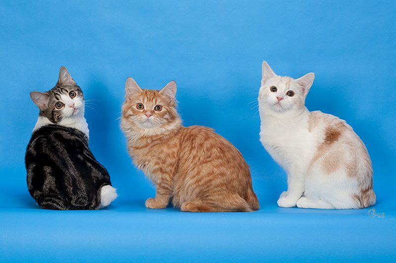 Manx cat price & cost range. Where to find Manx kittens for sale?