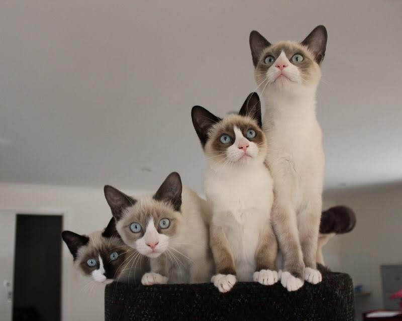 Snowshoe cat price & cost range. Snowshoe kittens for sale price list