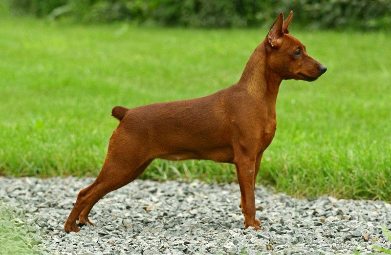 Miniature Pinscher price range. How much do Minpin puppies for sale cost?