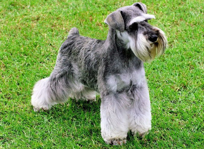 Miniature Schnauzer price range. Miniature Schnauzer for sale cost