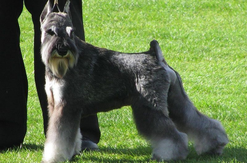 Miniature Schnauzer price range. Miniature Schnauzer for sale cost