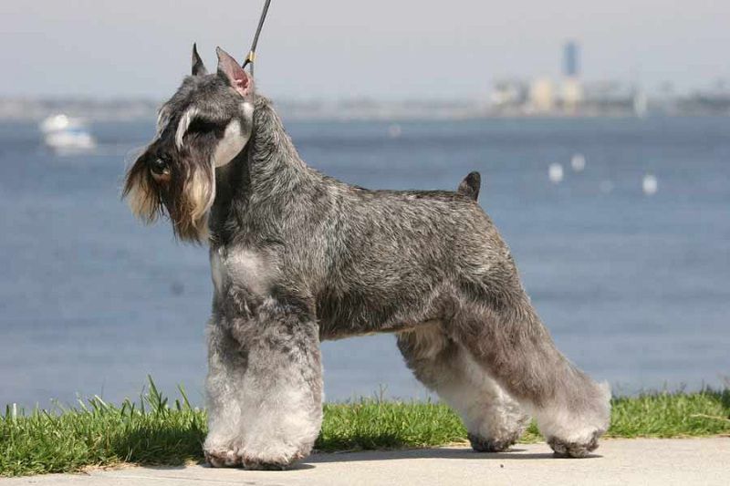 Miniature Schnauzer price & cost range. Where to buy Miniature Schnauzer puppies?