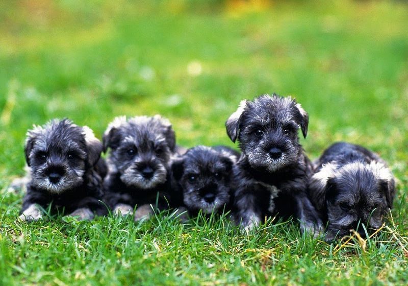 Miniature Schnauzer price range. Miniature Schnauzer for sale cost