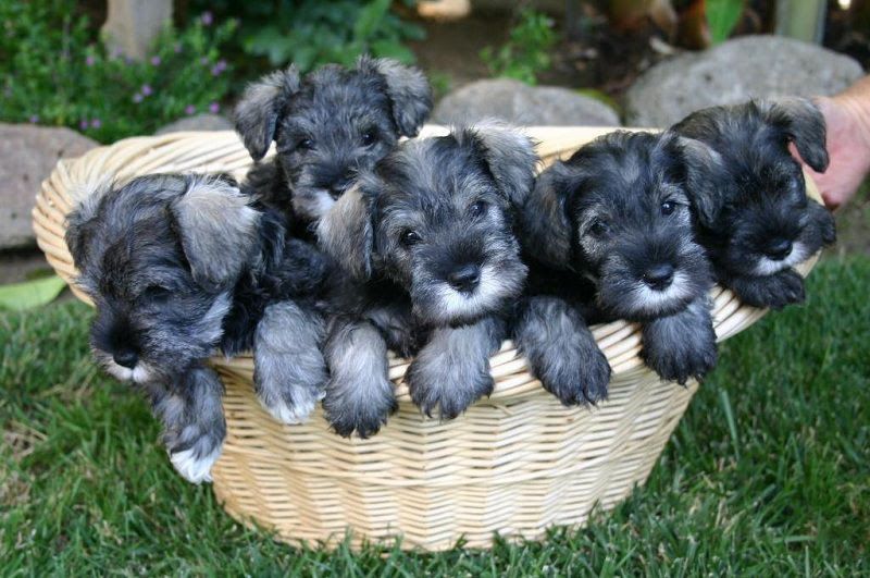 Miniature Schnauzer price range. Miniature Schnauzer for sale cost