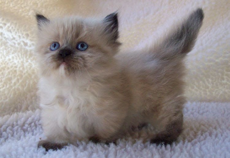 Munchkin cat price. Munchkin kittens cost? Where to buy Munchkin kittens?