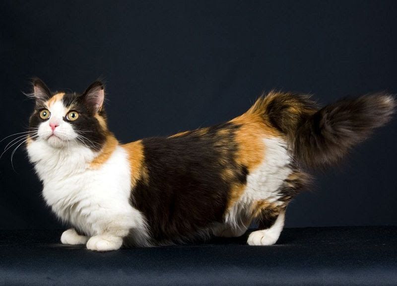 Munchkin cat price. Munchkin kittens cost? Where to buy Munchkin kittens?