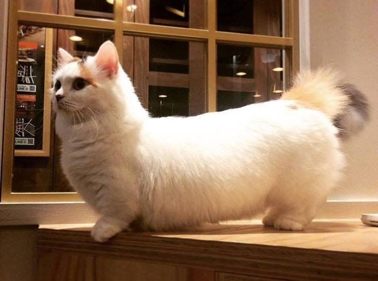 Munchkin cat price. Munchkin kittens cost? Where to buy Munchkin kittens?