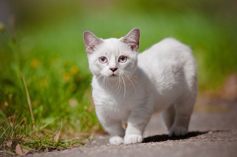 Munchkin cat price. Munchkin kittens cost? Where to buy Munchkin kittens?