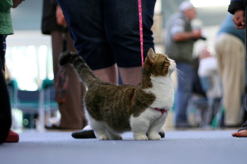 Munchkin cat price. Munchkin kittens cost? Where to buy Munchkin kittens?