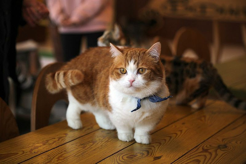 Munchkin cat price. Munchkin cost. Where to buy Munchkin kittens?