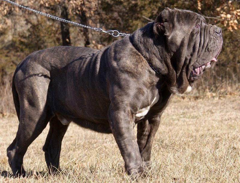 Neapolitan Mastiff price & cost range. Neapolitan puppies for sale price?