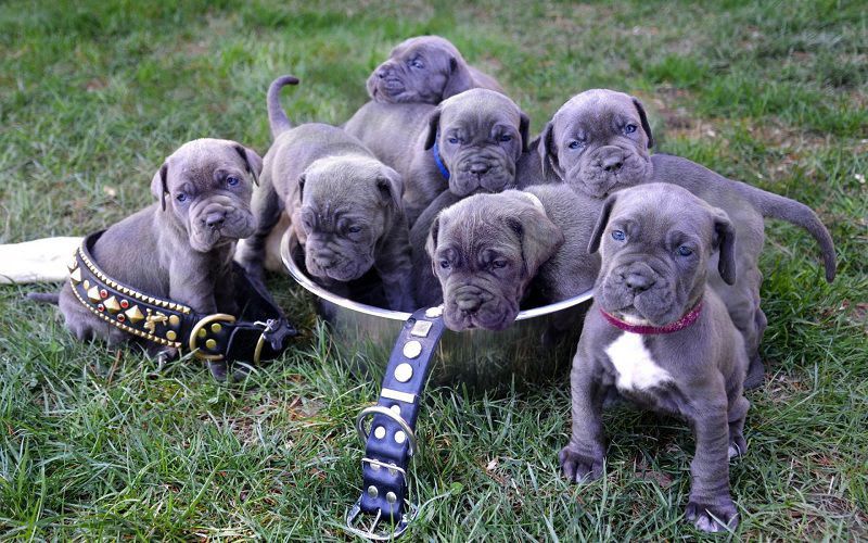 Neapolitan Mastiff price & cost range. Neapolitan puppies for sale price?