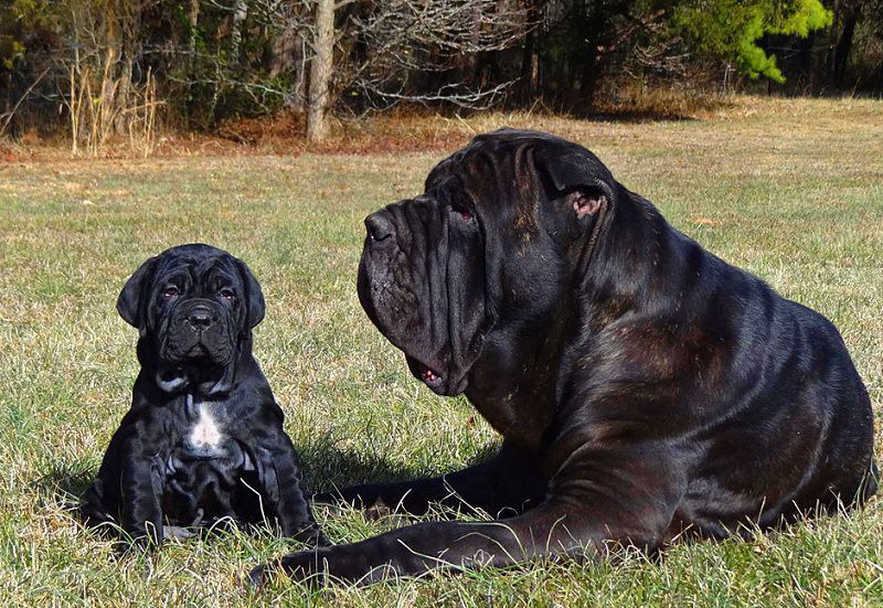 Neapolitan Mastiff price & cost range. Neapolitan puppies for sale price?