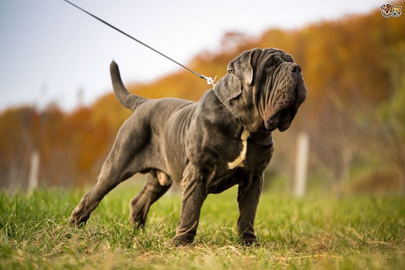 Neapolitan Mastiff price & cost range. Neapolitan puppies for sale price?