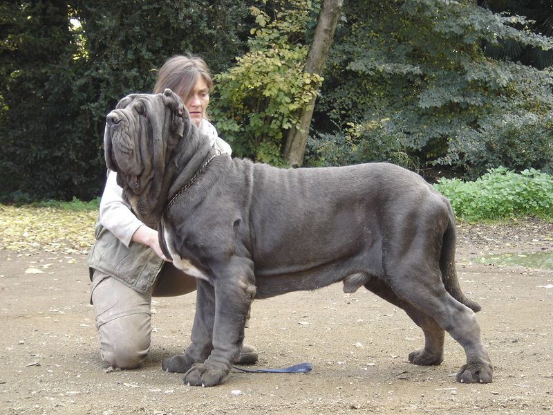 Neapolitan Mastiff price & cost range. Where to buy Neapolitan puppies?