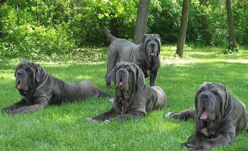 Neapolitan Mastiff price & cost range. Neapolitan puppies for sale price?