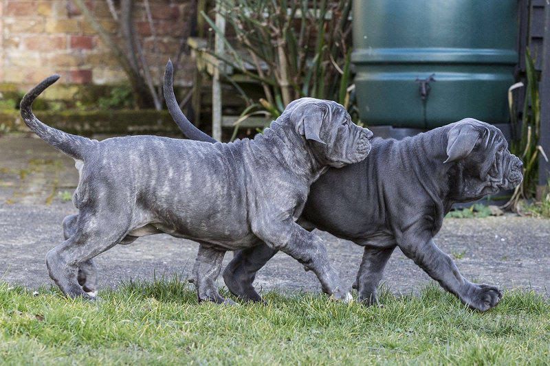 Neapolitan Mastiff price & cost range. Neapolitan puppies for sale price?