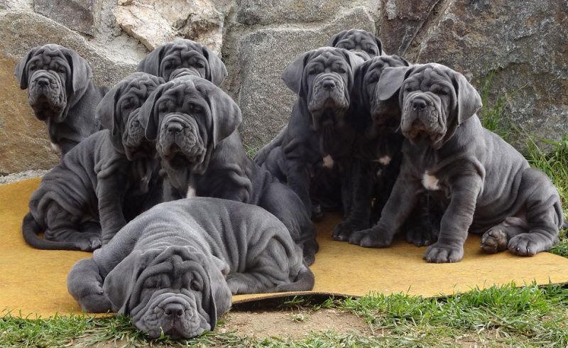 how much does a neapolitan mastiff cost