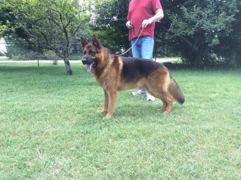 Nevada Haus Kennel - German Shepherd Breeder in Nevada, Texas