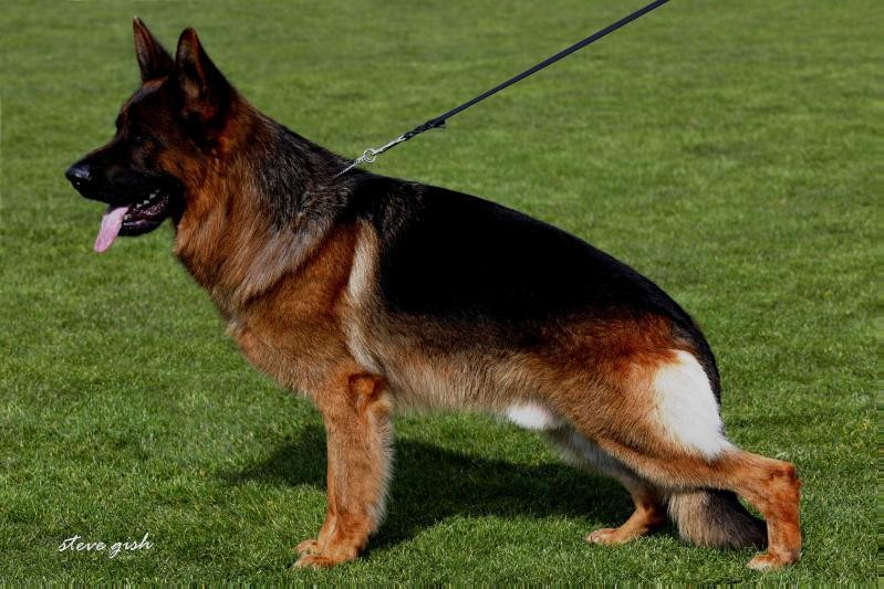 Nevada Haus kennels - German Shepherd breeders in Nevada, Texas