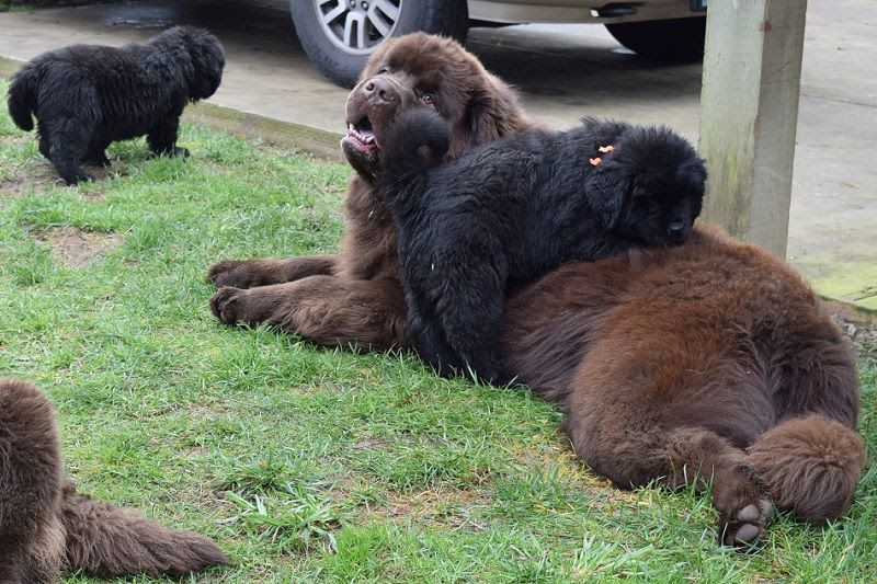 Newfoundland dog price & cost range. Where to buy Newfie puppies?