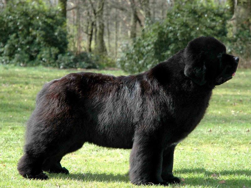 Newfoundland dog price & cost range. Where to buy Newfie puppies?