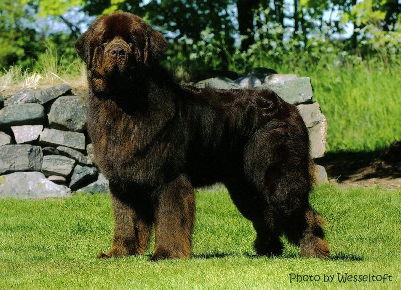 Newfoundland dog price & cost range. Where to buy Newfie puppies?