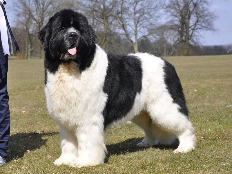 Newfoundland dog price & cost range. Where to buy Newfoundland puppies?