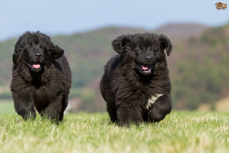 Newfoundland dog price & cost range. Where to buy Newfie puppies?