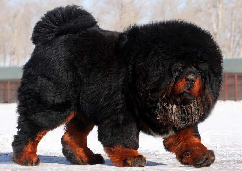 Tibetan Mastiff price range. How much does a Tibetan Mastiff puppy cost?