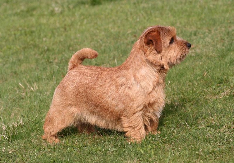 Norfolk Terrier price & cost. Norfolk Terrier puppies for sale price range