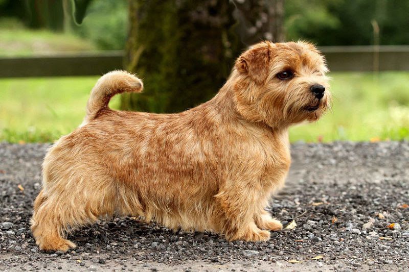 Norfolk Terrier price & cost. Norfolk Terrier puppies for sale price range