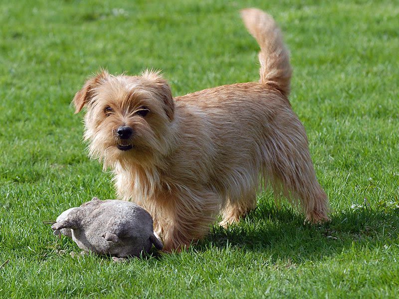 Norfolk Terrier price & cost. Norfolk Terrier puppies for sale price range