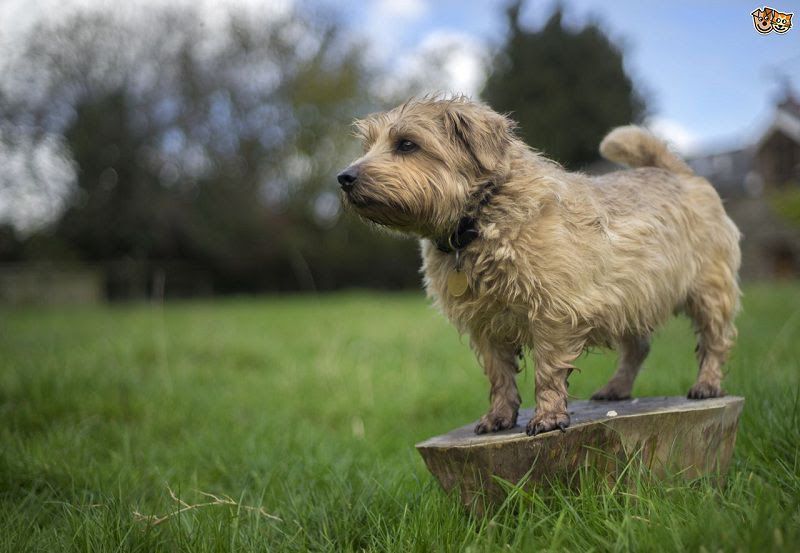 Norfolk Terrier price & cost. Norfolk Terrier puppies for sale price range