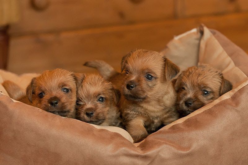 Norfolk Terrier price & cost. Norfolk Terrier puppies for sale price range