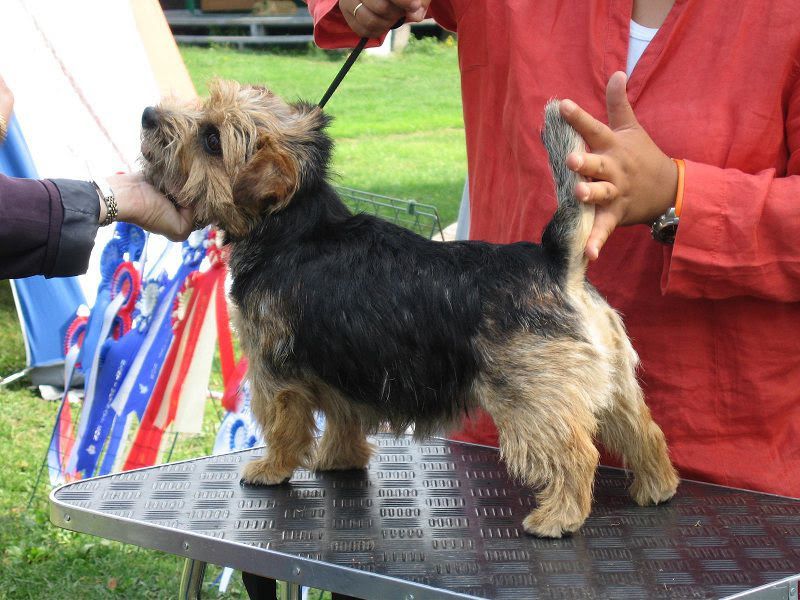 Norfolk Terrier price & cost. Norfolk Terrier puppies for sale price range