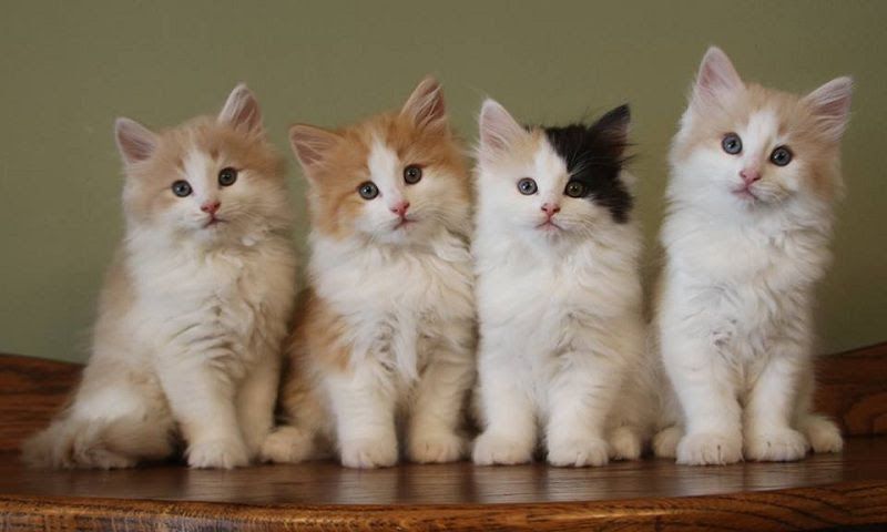 Norwegian Forest cat price range. Where to buy Norwegian Forest kittens?