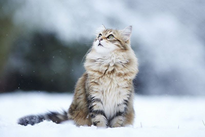 Norwegian Forest cat price range. Where to buy Norwegian Forest kittens?