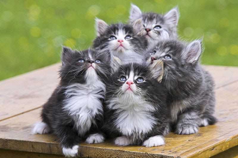 Norwegian Forest cat price range. Where to buy Norwegian Forest kittens?