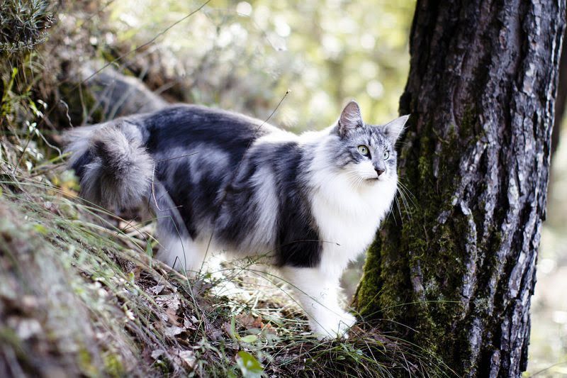 Norwegian Forest cat price range. Where to buy Norwegian Forest kittens?