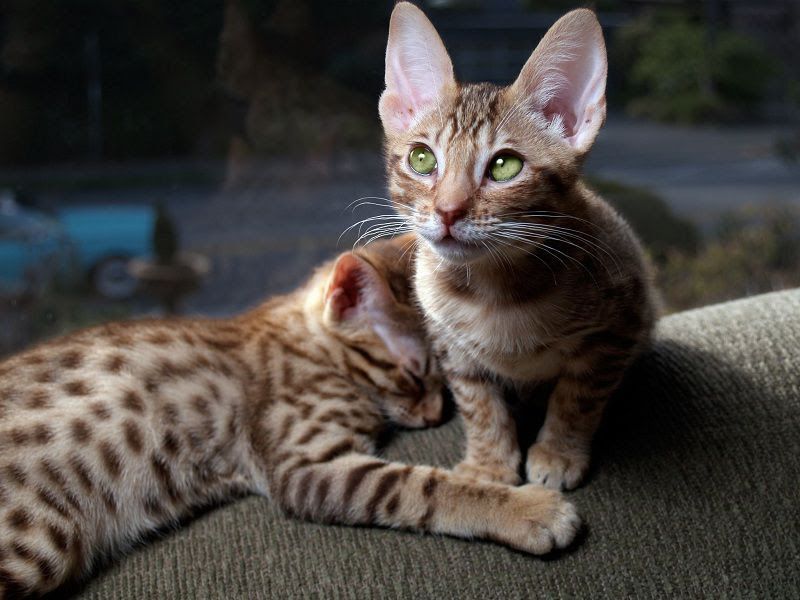 Ocicat price range. Ocicat kittens for sale cost. Best Ocicat breeders