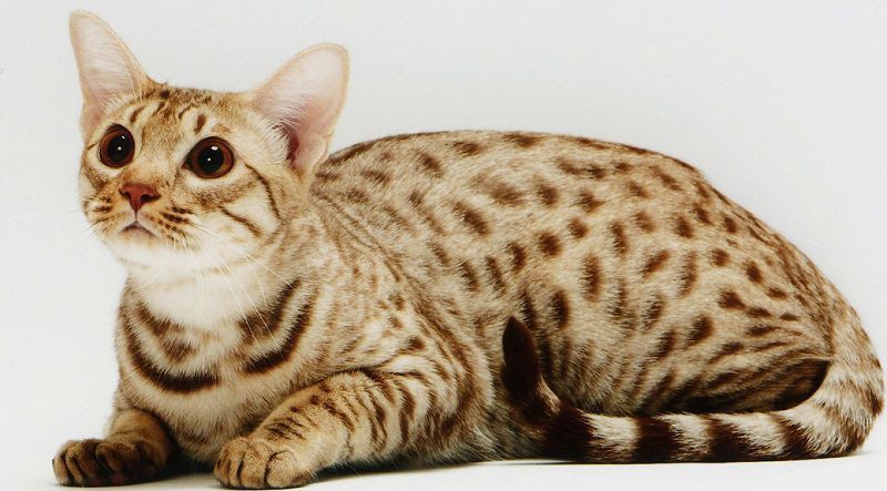 Ocicat price range. Ocicat kittens for sale cost. Best Ocicat breeders