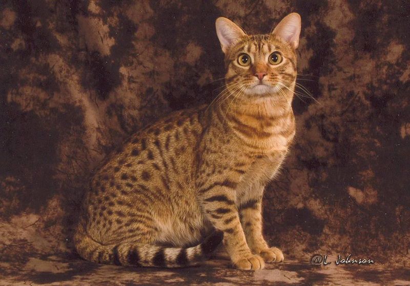 Ocicat price range. Ocicat kittens cost. Best Ocicat breeders & websites