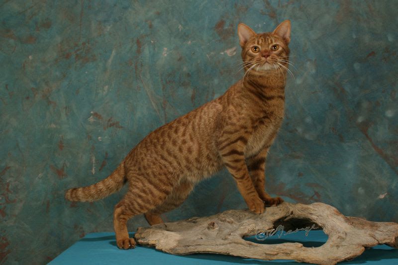 Ocicat price range. Ocicat kittens for sale cost. Best Ocicat breeders