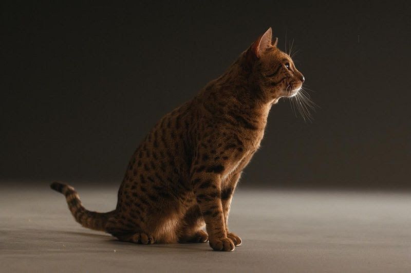 Ocicat price range. Ocicat kittens for sale cost. Best Ocicat breeders