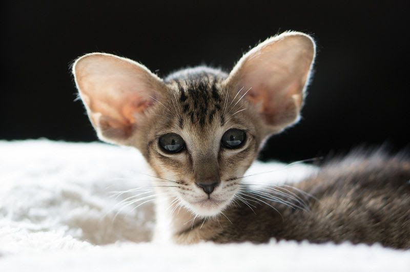 Oriental Shorthair price range. Oriental Shorthair kittens for sale cost