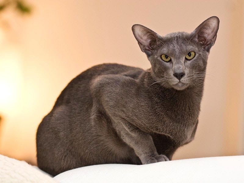 Oriental Shorthair price range. Oriental Shorthair kittens for sale cost